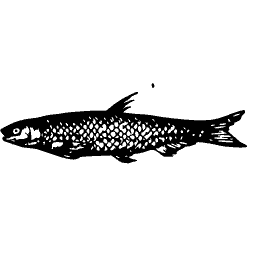 Slim fish 11