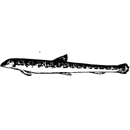 Slim fish 12