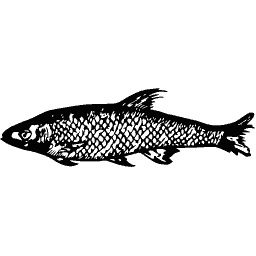 Slim fish 14