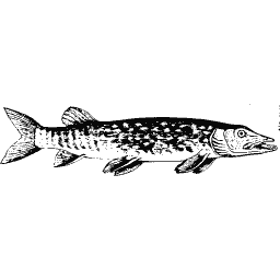 Pike 03