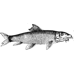 Slim fish 15