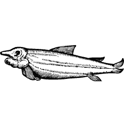 Slim fish 16