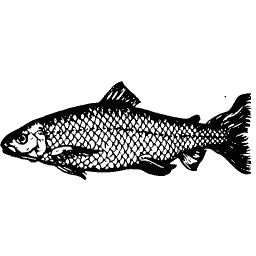 Slim fish 17