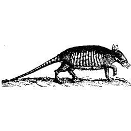 Armadillo 02
