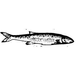Slim fish 22