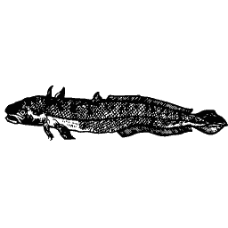 Upright fish 10