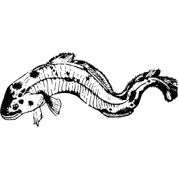 Eel-like fish