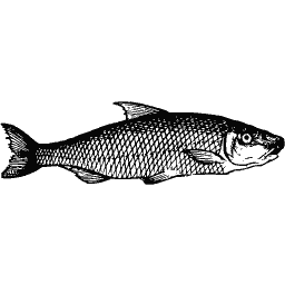 Slim fish 24