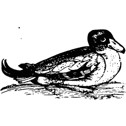 Duck 05