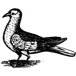 Standing gull