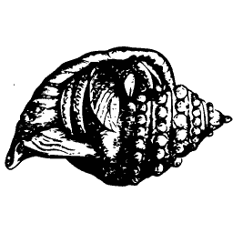 Barnacled shell 01