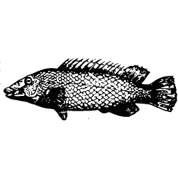 Scaled fish 10