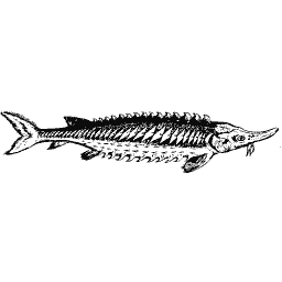 Upright sturgeon