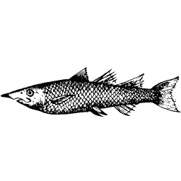 Slim fish 26