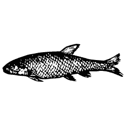 Slim fish 27