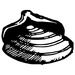 Ribbed shell 07