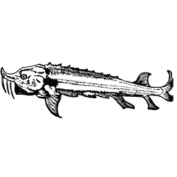 Sturgeon 02