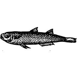 Slim fish 28