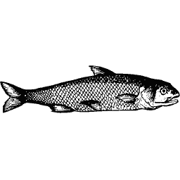 Slim fish 29