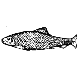 Slim fish 30