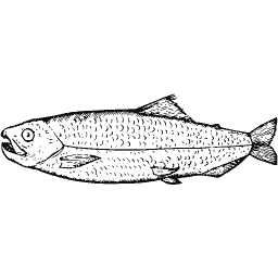 Slim fish 31