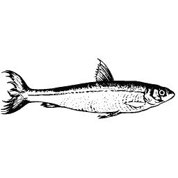 Upright fish 13