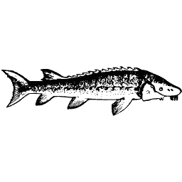 Sturgeon 03