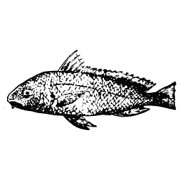 Scaled fish 14