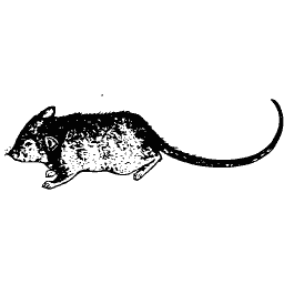 Long-tailed mouse 02