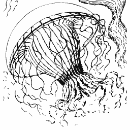 Bell jellyfish