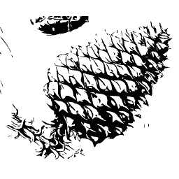 Spined radiolarian shell