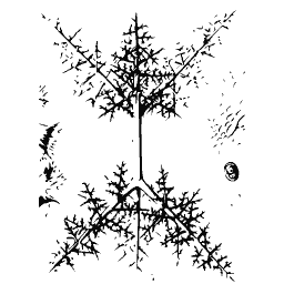 Branching microorganism