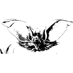 Bat in flight
