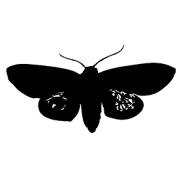 Blotched moth