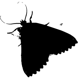 Dark moth