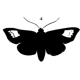 Dark moth with pale patches