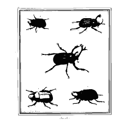 Stag and rhinoceros beetles