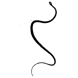 Long snake with a looped tail