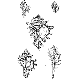 Murex shells 02