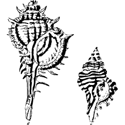 Murex shell 03
