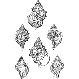 Murex shells 04