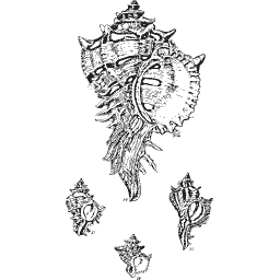 Spined murex 01