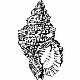 Frilled murex