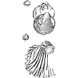 Red cockle 01