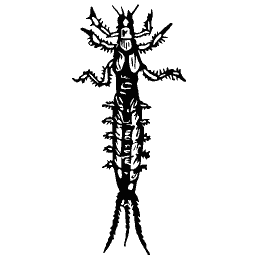 Aquatic larva