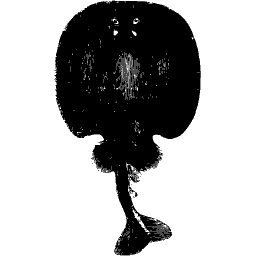 Torpedo ray