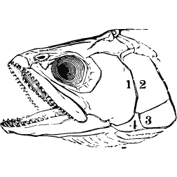 Fish head in section
