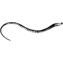 Lamprey