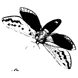 Moth in flight