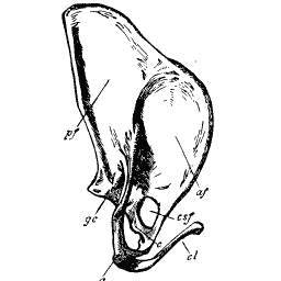 Scapula and coracoid